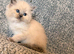 1 Girl Left - Purebred Blue Point & Blue Mitted Kittens