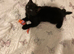 Kittens for sale