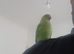 Beautiful ringneck talking parrot