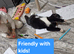 Mum and dad, with kittens. £700 for all.