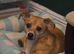 Bruno is looking for pastures new