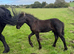 DEPOSIT TAKEN TO RESERVE FRIESAN FOALS