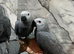 Stunning Baby Male HandReared Super Tame Cuddly African Grey