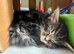 Maine coon mixed kittens