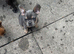 French Bulldog Puppies – 2 Girls & 1 Boy – Born 7th June