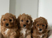 cavapoochon