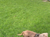 Miniature Dachshund