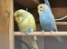 Beautiful spangle mutation budgie