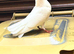 Baby fantail Pigeon