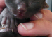 Domestic short hair kittens