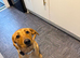 Red fox labrador female 5 months old