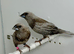 Beautiful Pair of Pearl bengalese finches