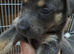 Rottweiler x boerboel
