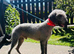 Bedlington terrier stud