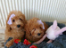Miniature Poodle.