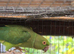Ringneck parakeets