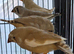 This year mixed young Zebra finches