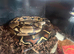 Female boa constrictor
