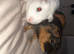Two male guinea pigs