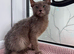 Lykoi kittens
