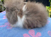 Lionhead Bunnies
