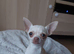 Precious Little Girl Chihuahua KC