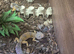 2 leopard gecko with or without full set up
