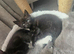 Last black female kitten ready to leave now