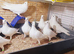 Pure White Racing Pigeons