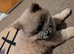 Chow Chow blue-fawn KC registered