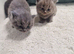 British short haired cross maine coon kittens for sale