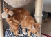 2 kittens 1 black and 1 ginger both male