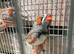 Finches