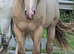 San Cler Cob Geldings