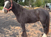 2yr heavy cob gelding