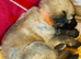 Outstanding Pedigree German Shepherd Puppies for Sale