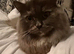 Expecting kittens any time Maine Coon /Scottish fold/point mix kittens ready on the 10th of May We have 5 adorable kittens looking for loving homes.