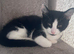 9 Gorgeous Mixed Breed Kittens