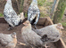 Cream Legbars Hatching Eggs
