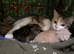 Bengal x Calico Kittens