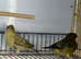 Greenfinches 26 birds and adults