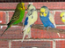Aviary full of beautiful budgies