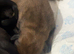 GsdXCane Corso puppies