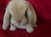Adorable Pure Mini Lop Rabbits