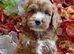 F1 small mini cockapoos various colours 30 dna health tested clear