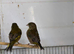 Greenfinches 26 birds and adults