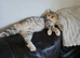 Beautiful chunky british shorthair