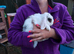 Mini lop kits - Nearly 10 weeks old- 5 does/1 buck
