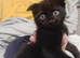Scottish fold mix ready to leave