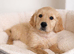 Golden Retriever Puppies 8 weeks old
